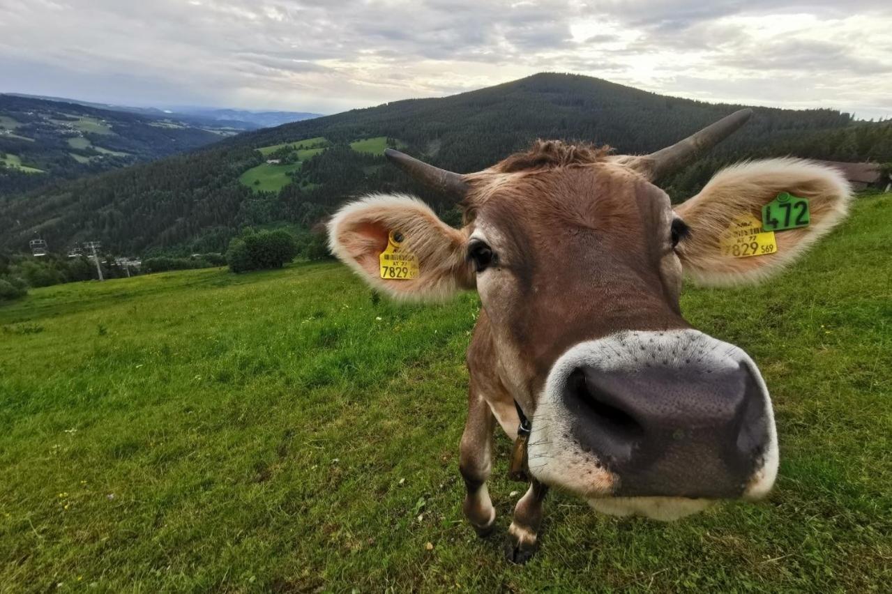 Alpengasthof Fernblick Mönichkirchen Exteriör bild